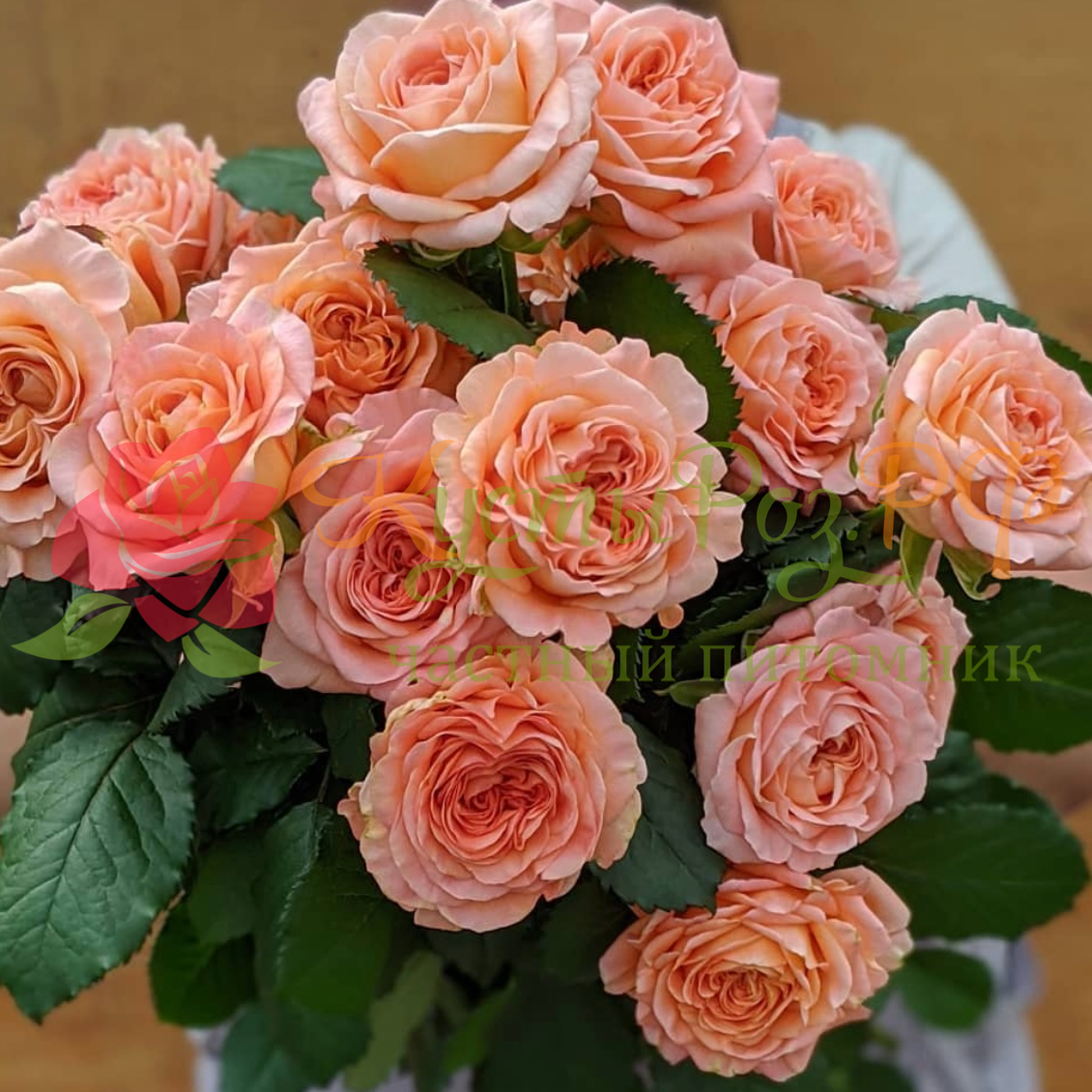 Априкот Лейс (Apricot Lace) в Красноярске