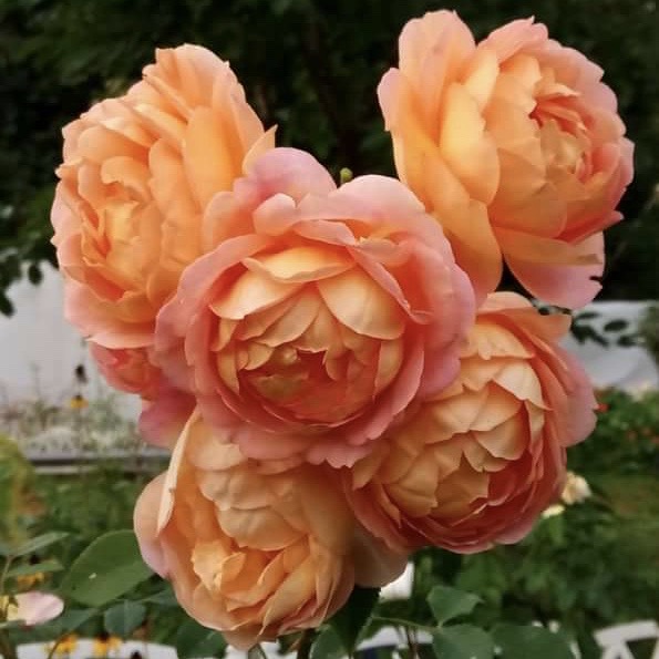 Леди оф Шалотт (Lady of Shalott) в Красноярске