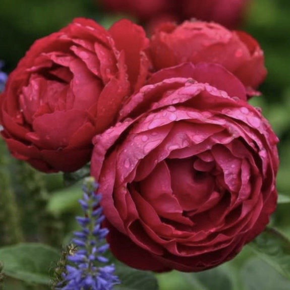 Аскот (Ascot ) в Красноярске