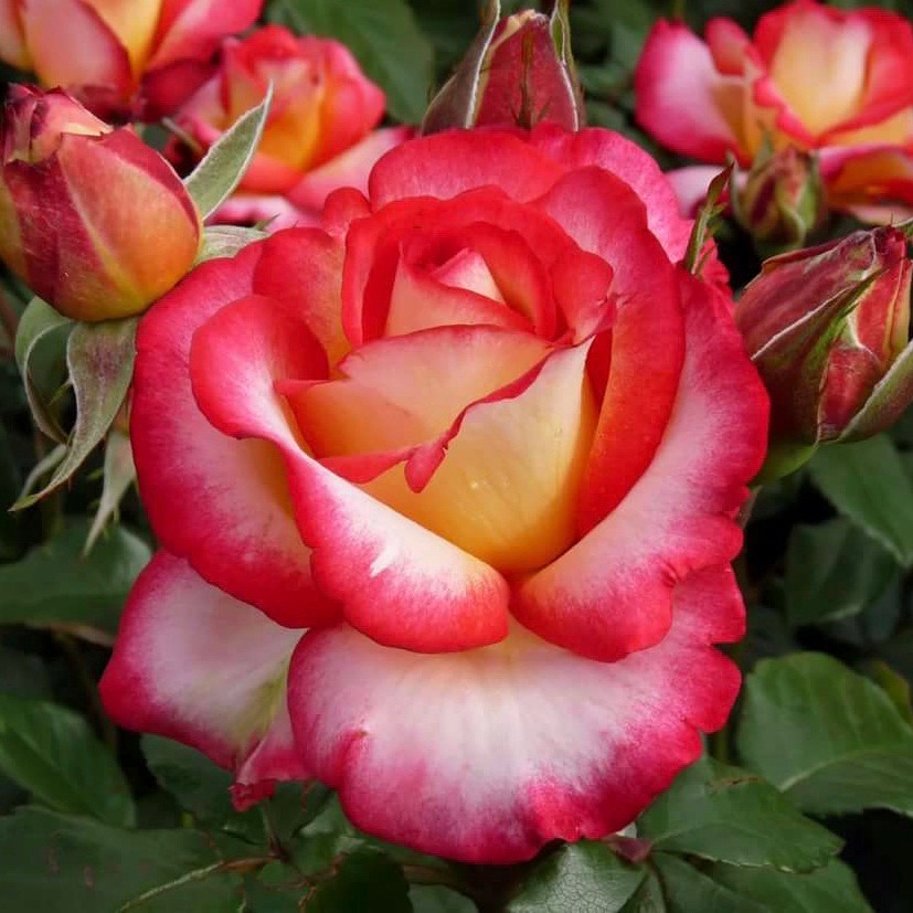 Лео Ферре (Leo Ferre) в Красноярске