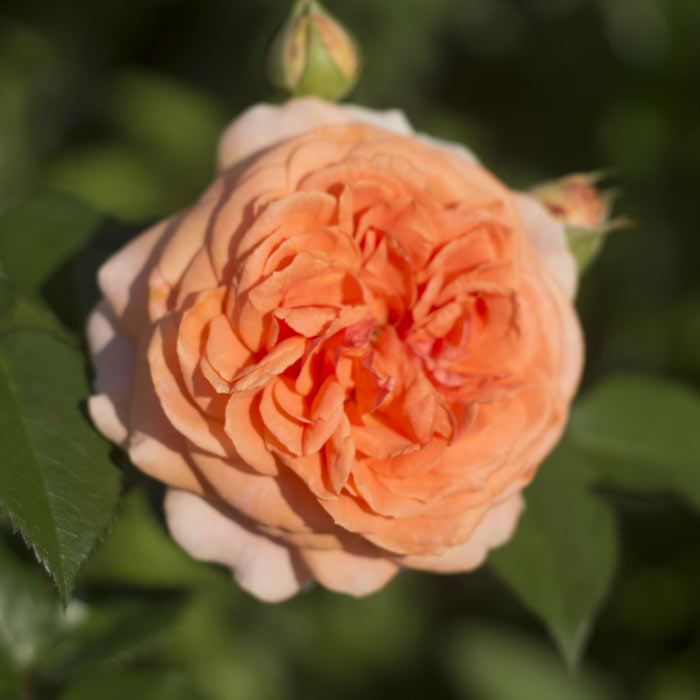 Краун Принцесса Маргарет (Crown Princess Margaretha) в Красноярске