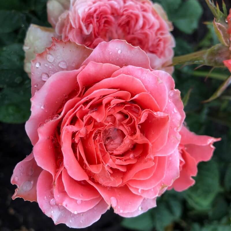 Корал Жели в Красноярске