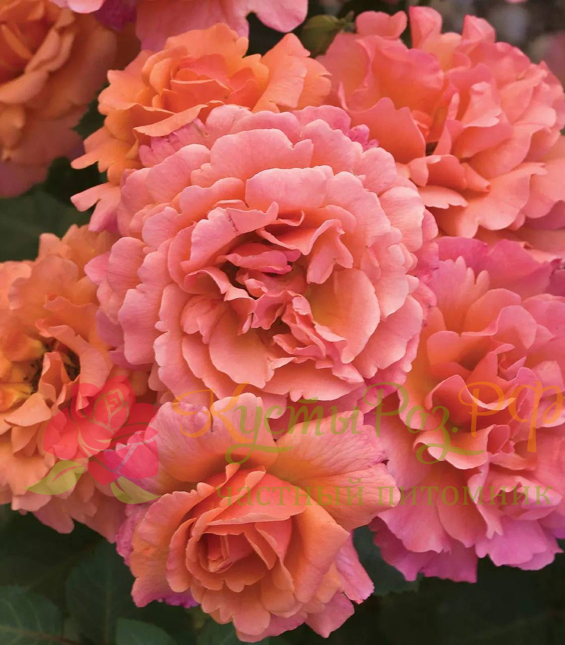 Изи даз Ит (Easy Does It) в Красноярске