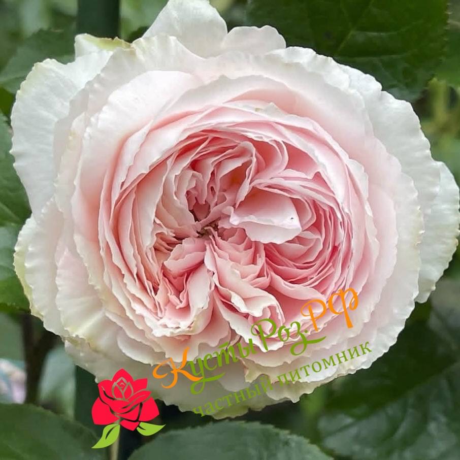 Хиори (Hiyori) в Красноярске