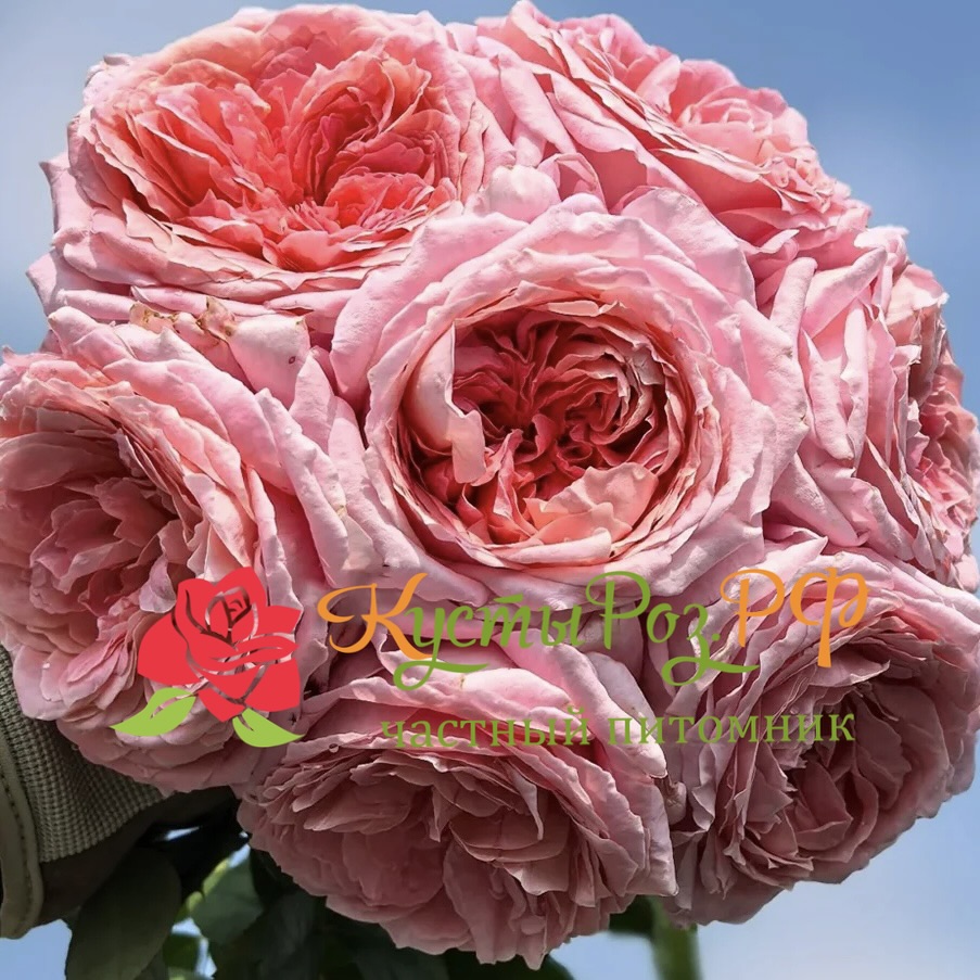 Анна-Софи Пик (Anne-Sophie Pic) в Красноярске