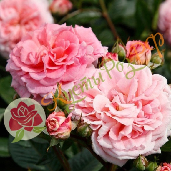 Амаретто (Amaretto) в Красноярске