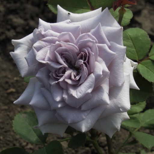 Шато Мертию в Красноярске