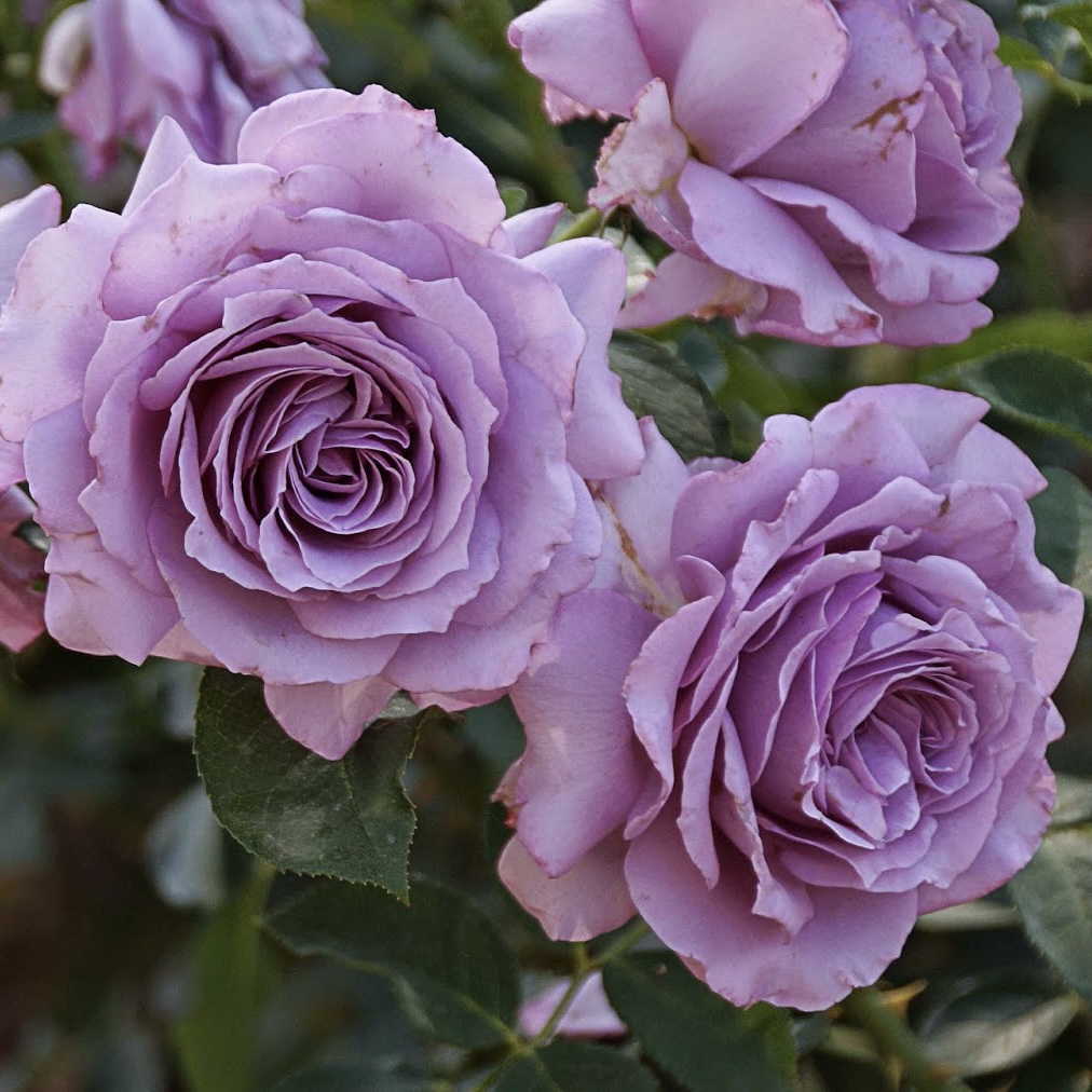 Лав Сонг в Красноярске