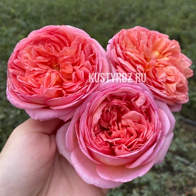 Абрахам дерби (Abraham Darby) в Красноярске