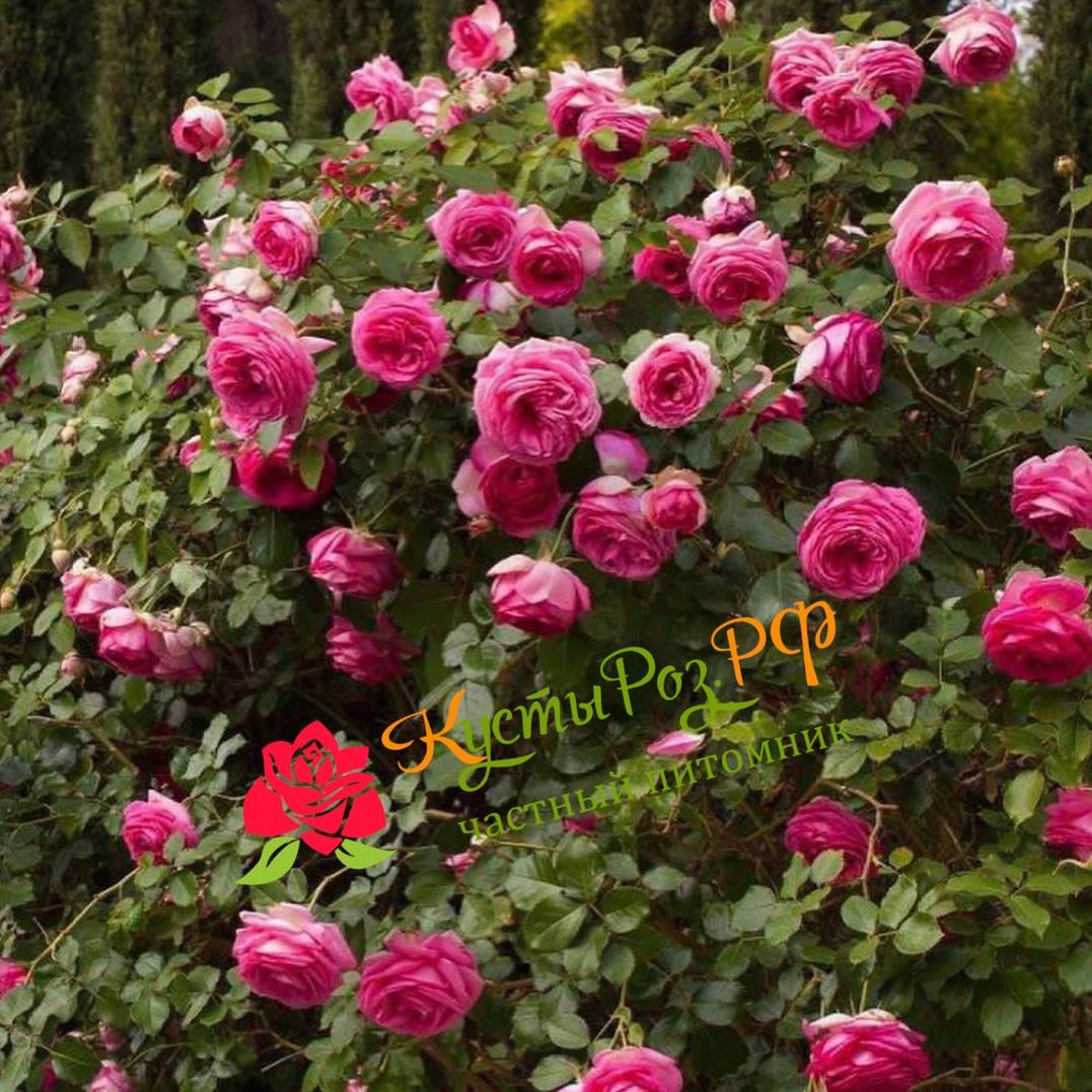 Цикламен Пьер де Ронсар (Cyclamen Pierre de Ronsard) в Красноярске