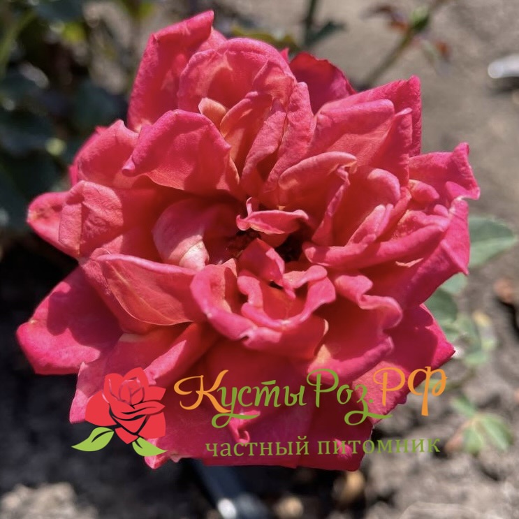 Ча-Ча (Cha-Cha) в Красноярске