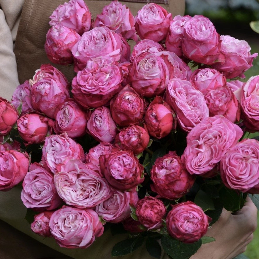 Леди бомбастик (Lady Bombastic) в Красноярске