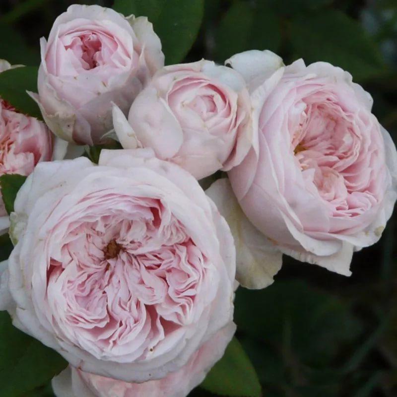 Клер Роуз (Claire Rose) в Красноярске