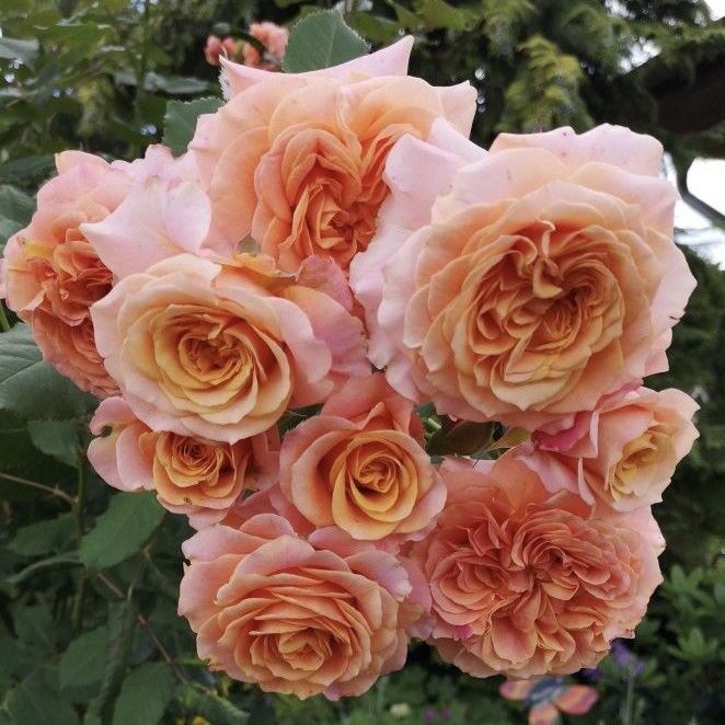 Ла Вилла Котта в Красноярске