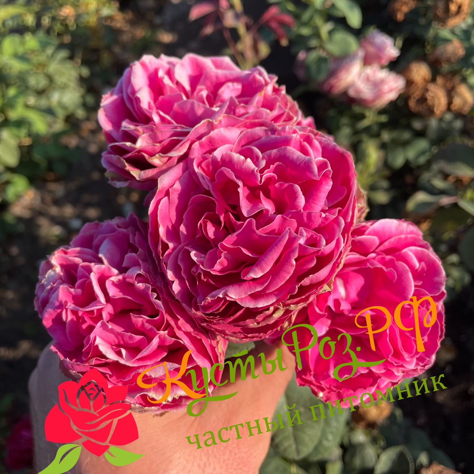 Хот Пинк Лейс (Hot Pink Lace) в Красноярске