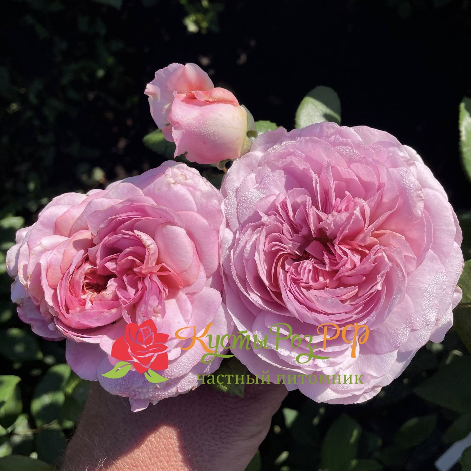 Зе Прайд (The Pride) в Красноярске