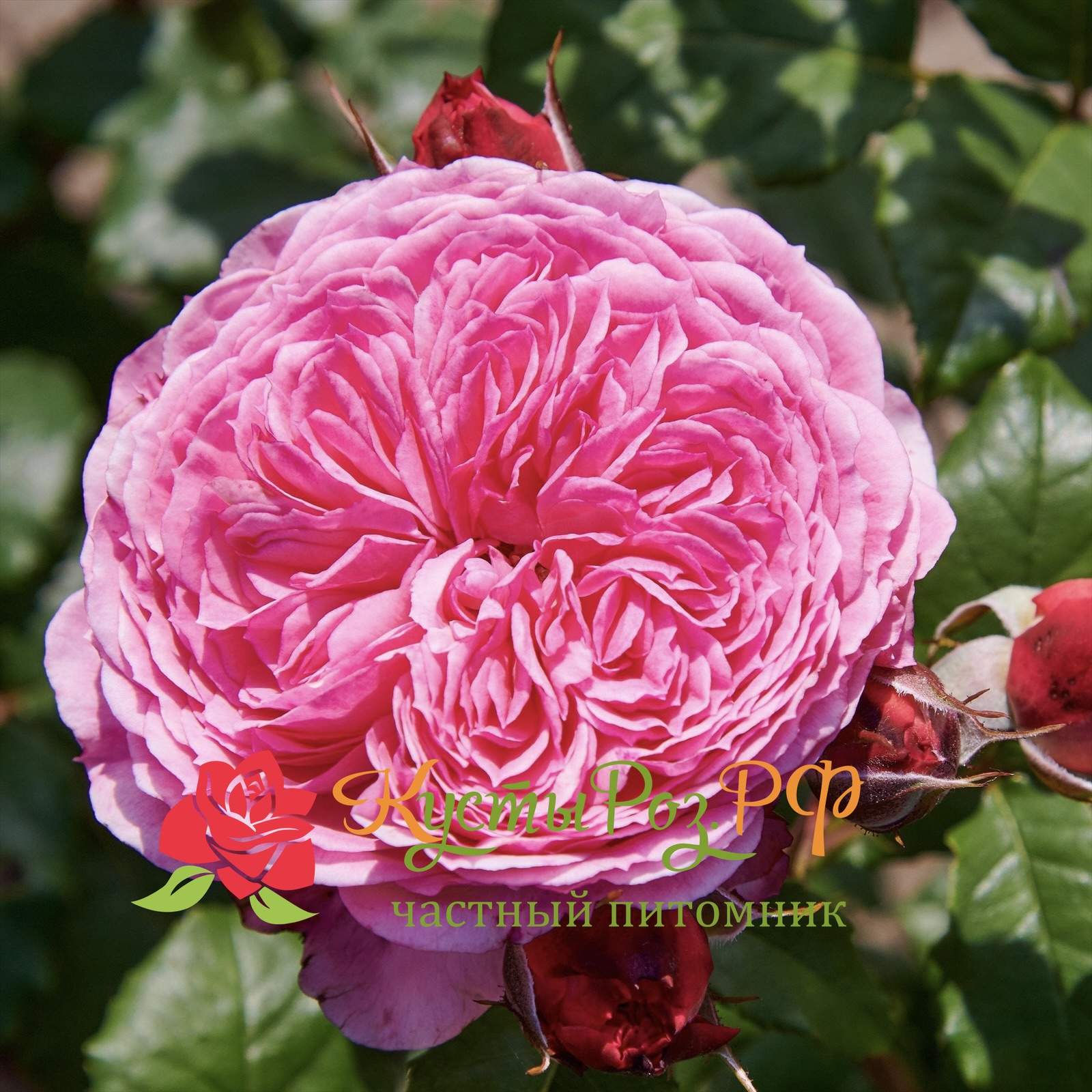 Тео Клеверс (Theo Clevers) в Красноярске