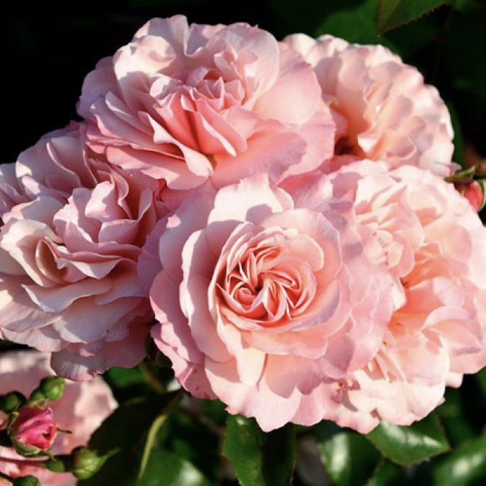 Боттичелли  в Красноярске