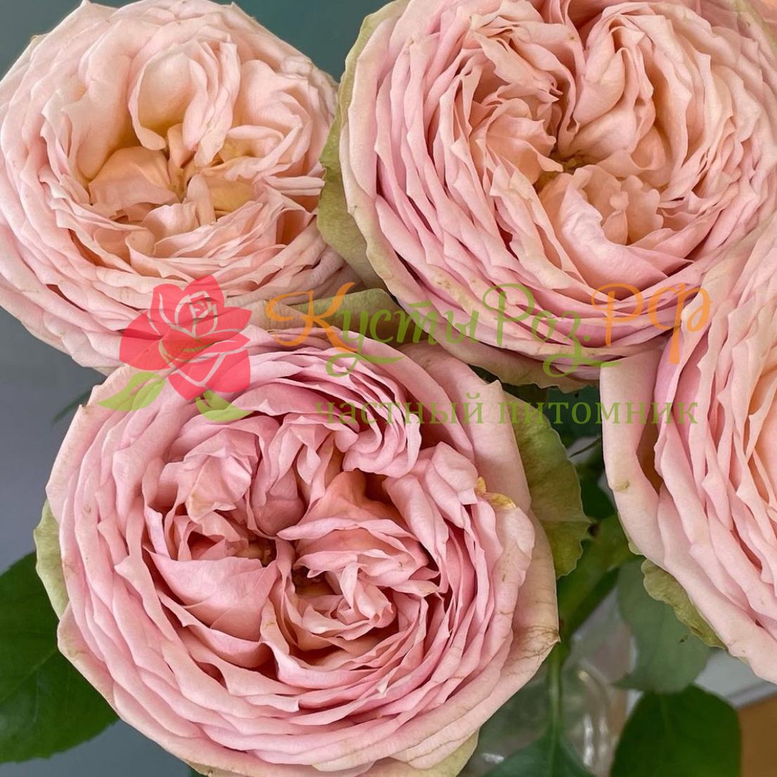 Свит Каталина (Sweet Catalina) в Красноярске