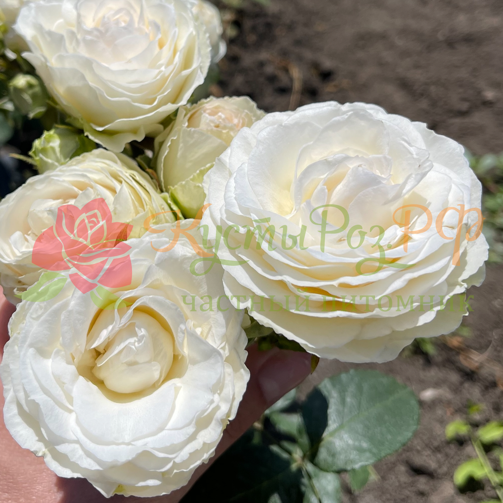 Порселейн Лейс (Porcelain Lace) в Красноярске