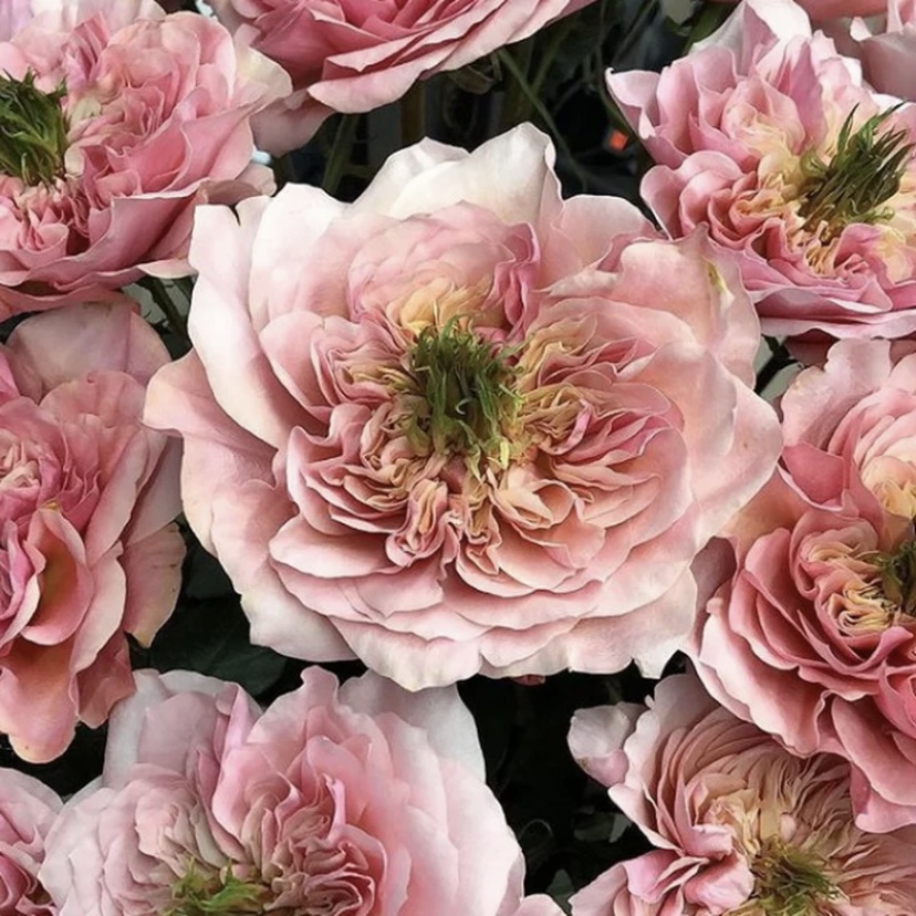 Микото в Красноярске