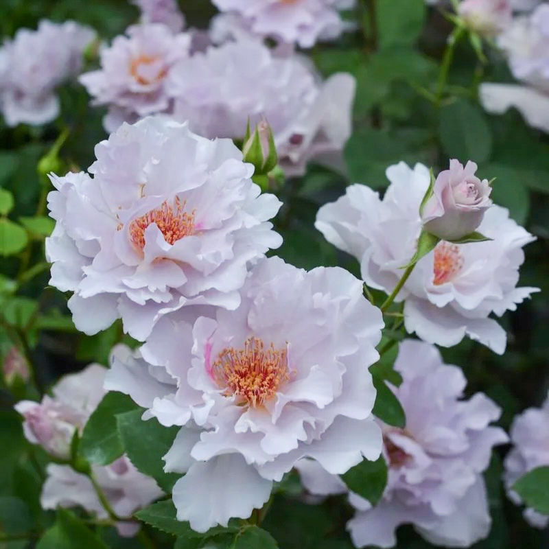 Кутюре роз Тилия в Красноярске