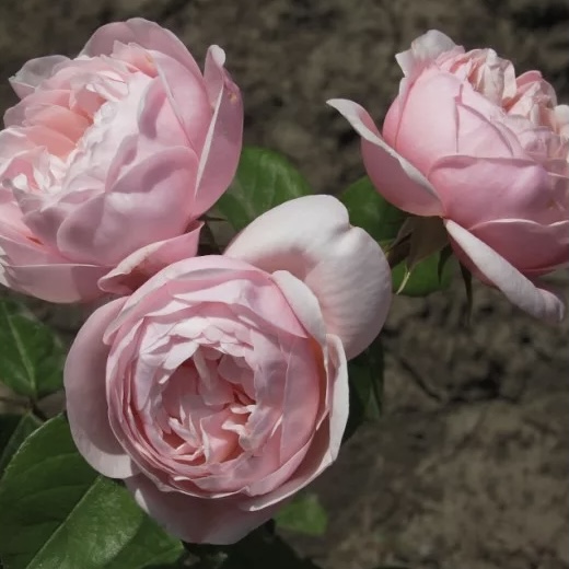 Виши в Красноярске