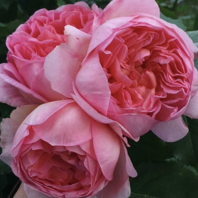 Боскобель в Красноярске