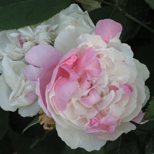 Винчестер Кафедрал (Winchester Cathedral) в Красноярске