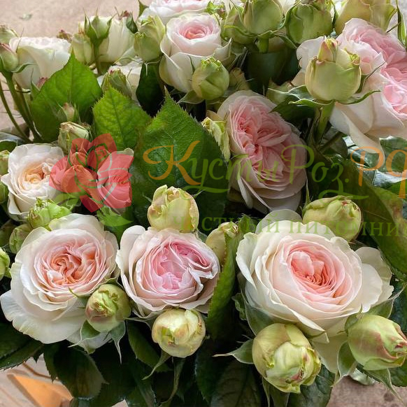 Лорена Саммерхаус (Lorena Summerhouse) в Красноярске