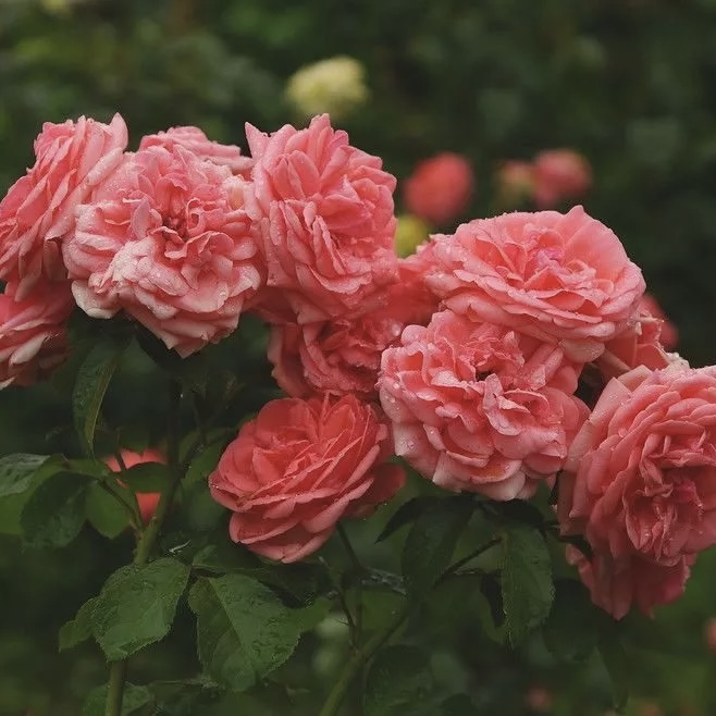 Кимоно в Красноярске