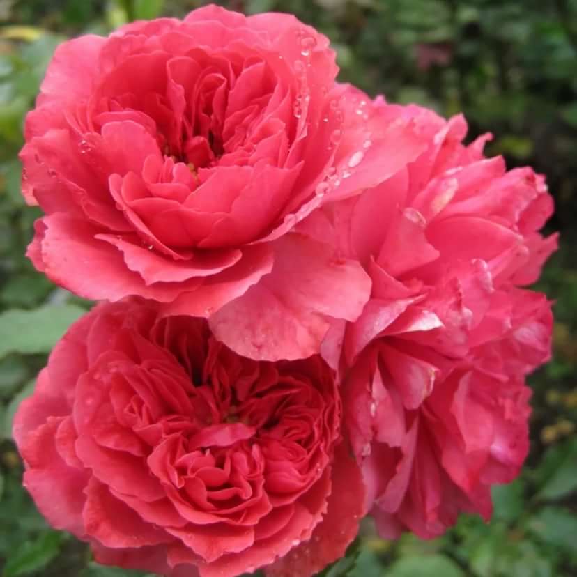 Розариум Ютерсен (Rosarium Uetersen) в Красноярске
