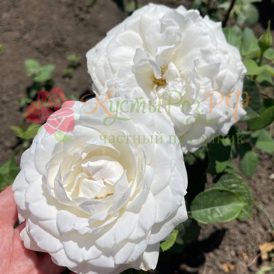 Принцесса Миюки в Красноярске