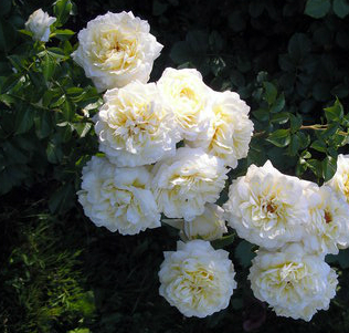 Свани (Rose Swany) в Красноярске